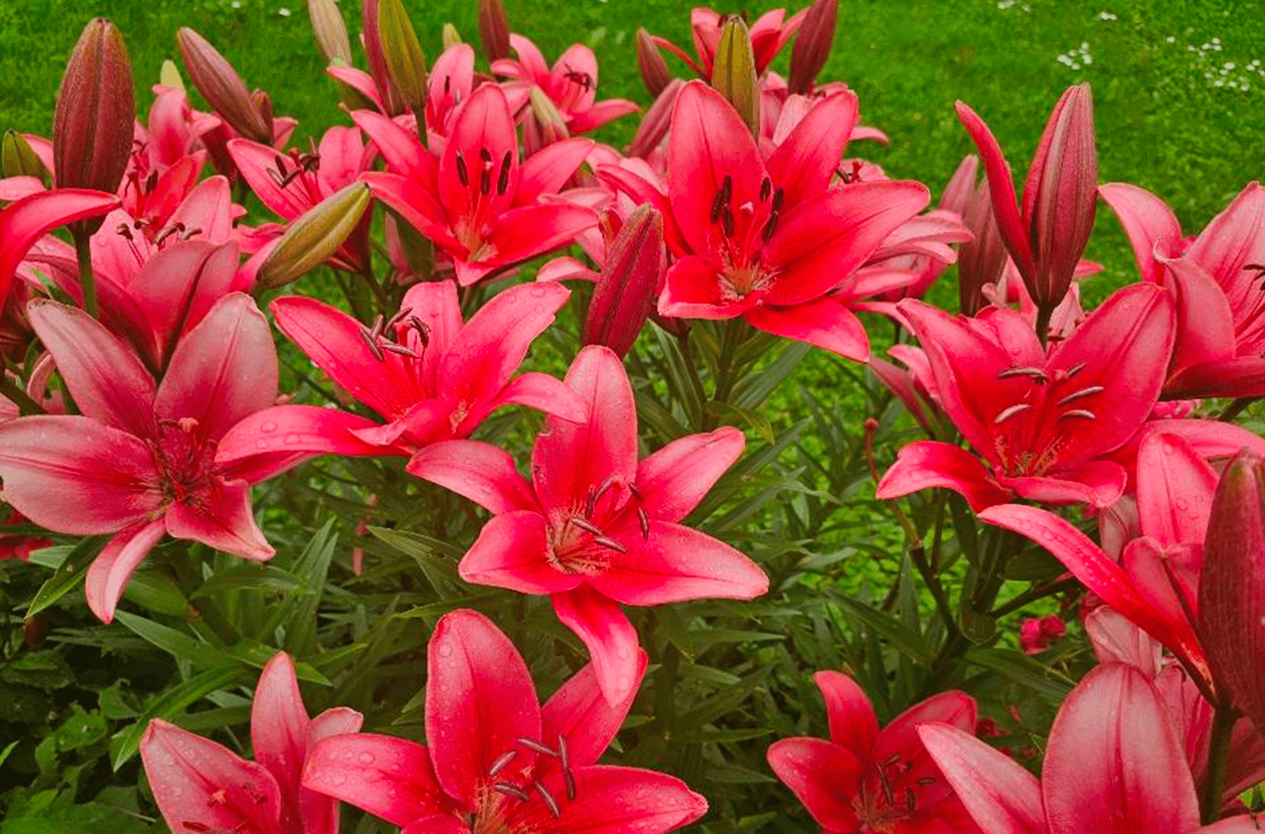 Lilie azjatyckie, orientalne, trąbkowe – czym się różnią i które są najłatwiejsze w uprawie?  